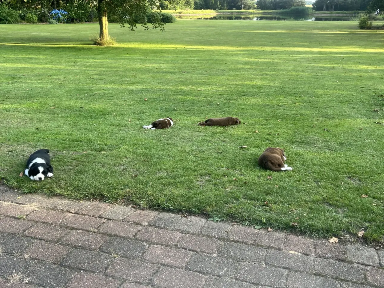 Billede 7 - Tre smukke blandingshunde - border collie mm.