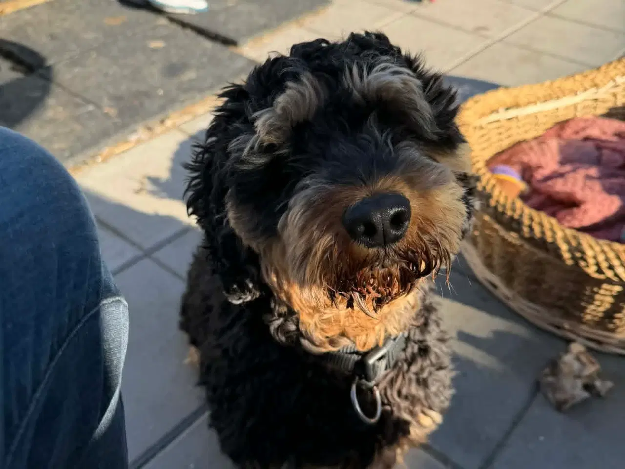 Billede 10 - 🐾 Balder søger sit nye for-ever hjem 🐾
