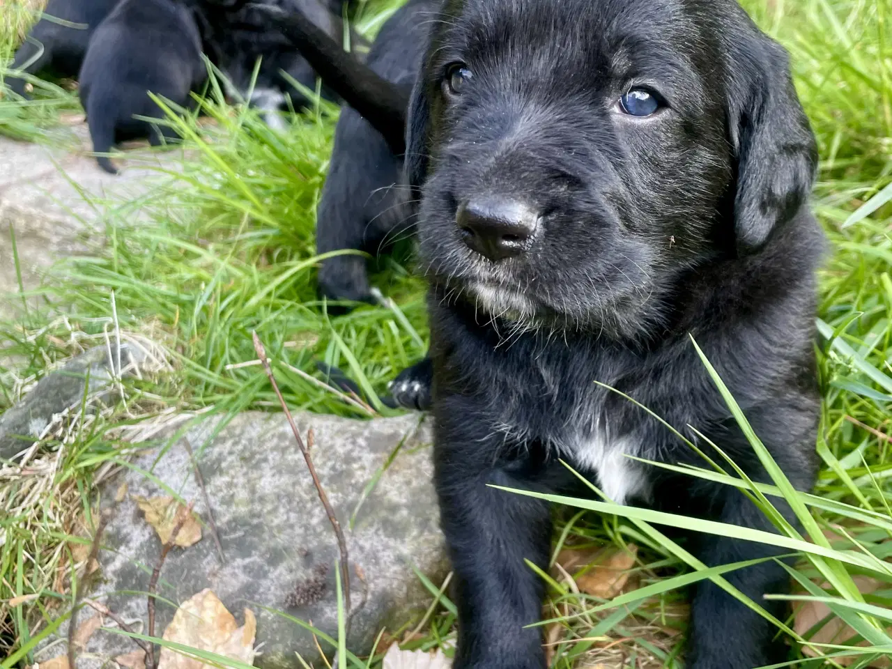 Billede 17 - Hvalpe - Labrador Retriever blanding
