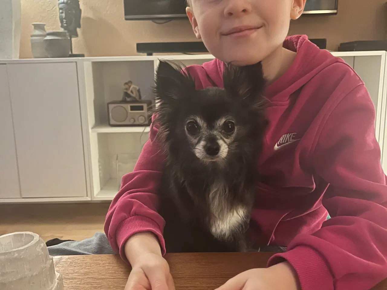 Billede 2 - Chihuahua han tilbydes til parring/avl 