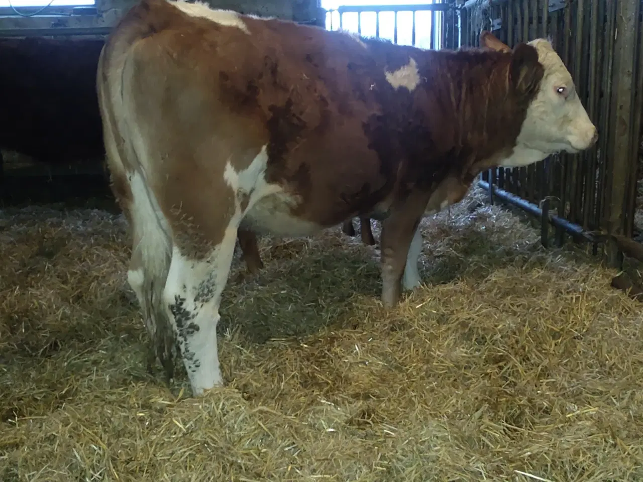 Billede 4 - Simmentaler 