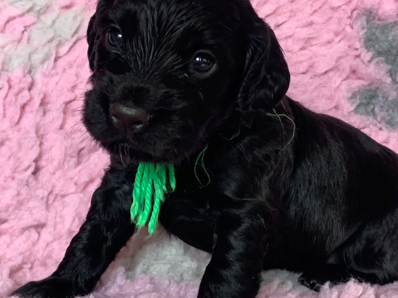 Billede 3 - FT Cocker Spaniel hvalpe