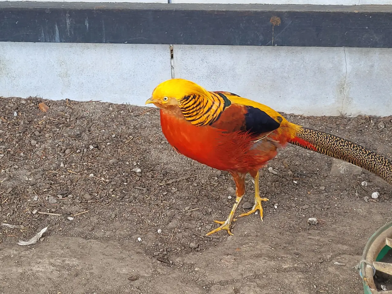 Billede 2 - Guld og Amherts fasan 1,0