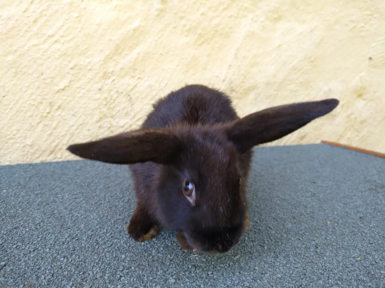 Billede 6 - Mini Lop unger