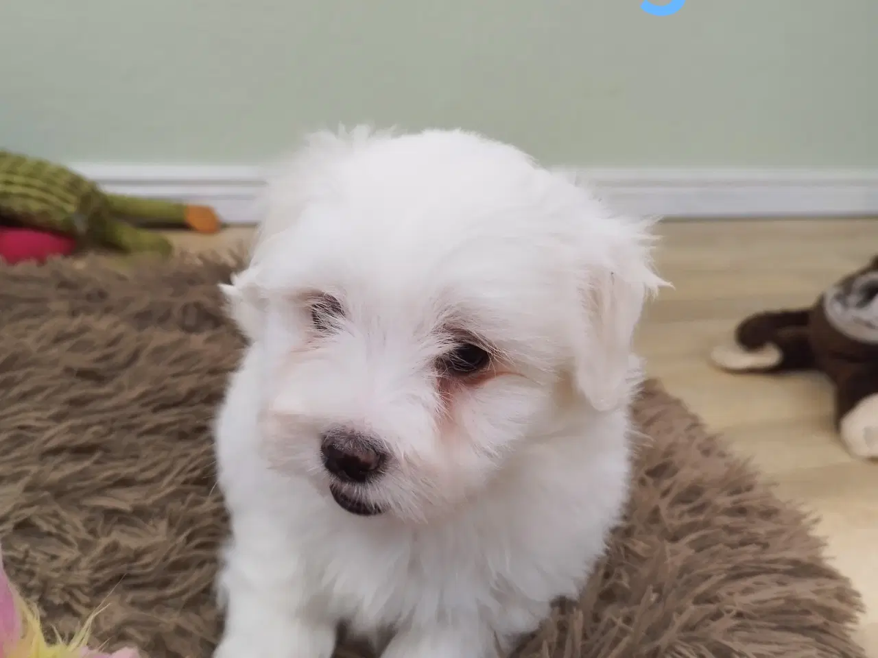 Billede 2 - Coton de Tulear hvalpe