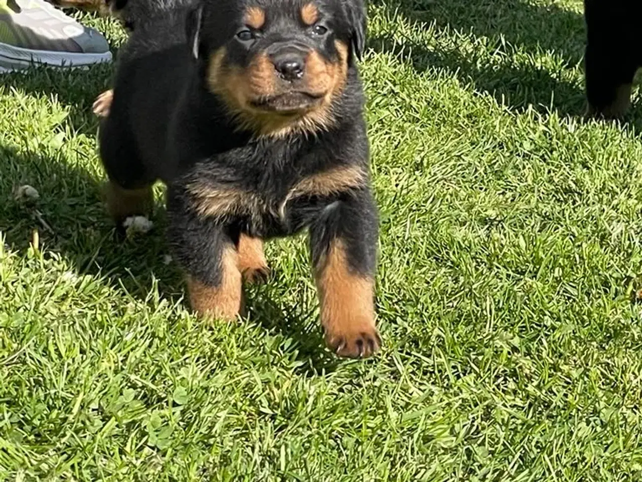Billede 4 - Rottweiler hvalpe 