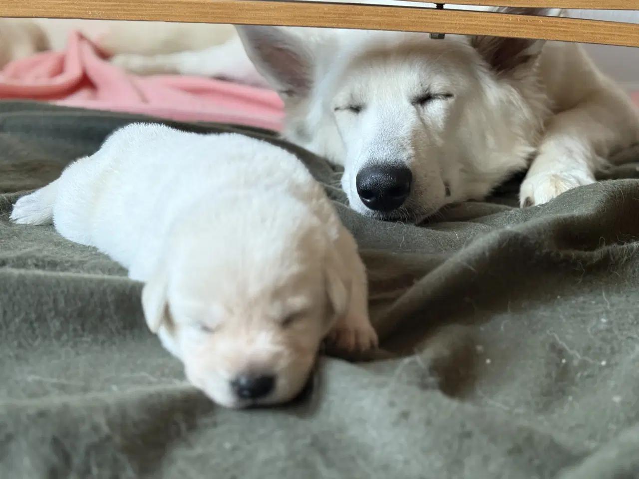 Billede 3 - Blød julegave så se her kan leveres