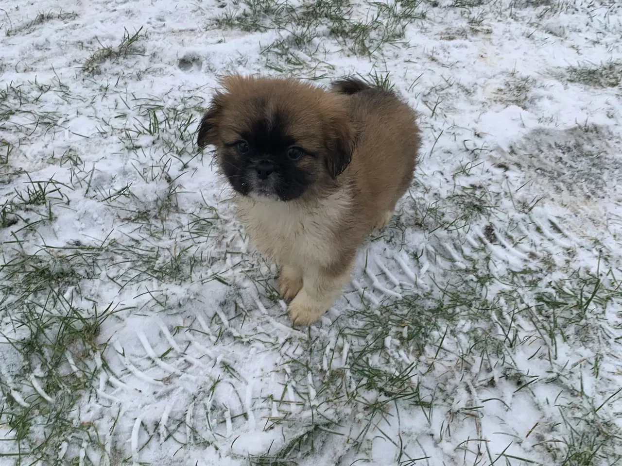 Billede 9 - Skønne blandings hvalpe 