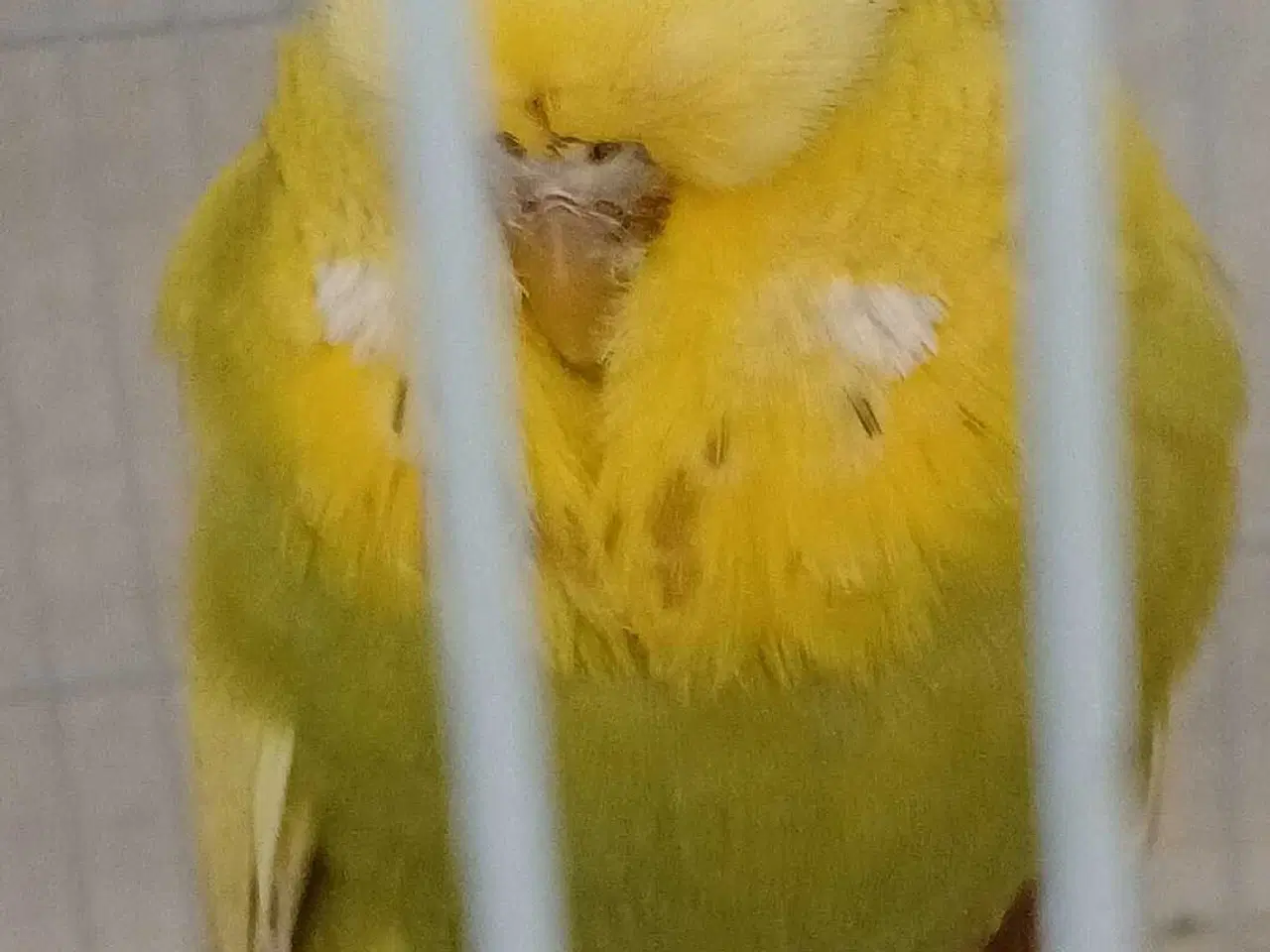 Billede 3 - Engelsk undulat hun 