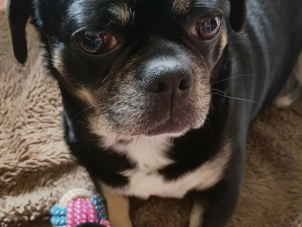 Billede 7 - Skønne 8 ugers små gadekryds