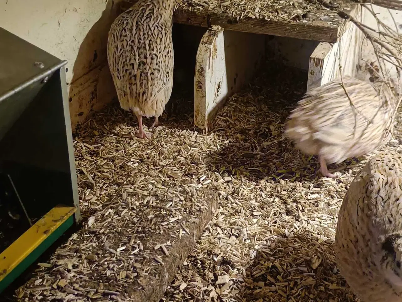 Billede 2 - Jumbo vagtler 