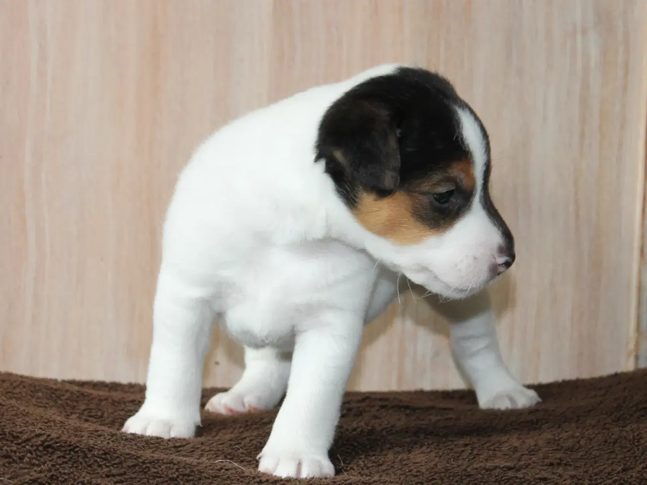 Billede 7 - Jack Russel Hvalpe