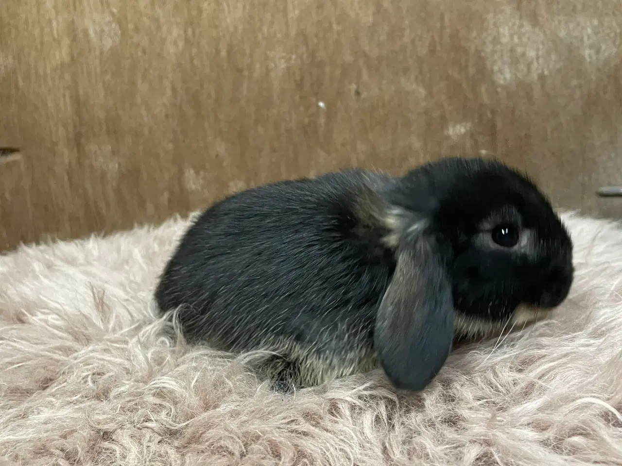 Billede 15 - Minilop unge klar 20/2 (dreng)