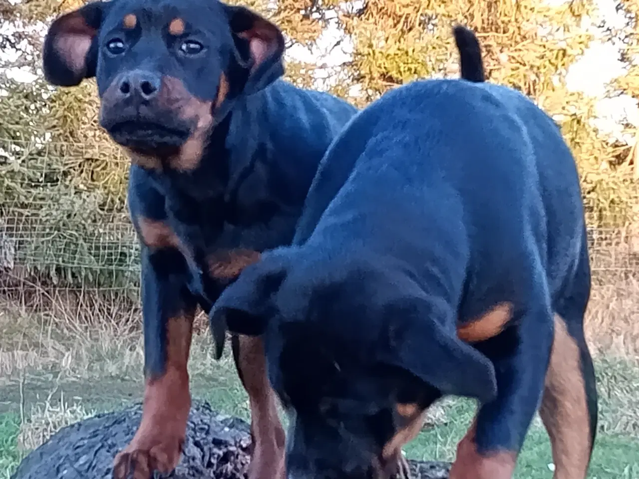 Billede 4 - Frække Cane corso x rottweiler hybrid søger rette 