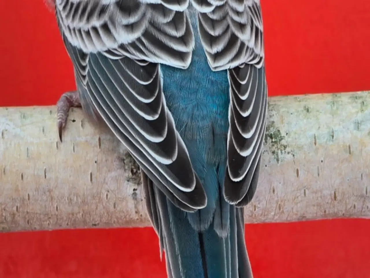 Billede 5 - Blackface,Blackface Texas undulater