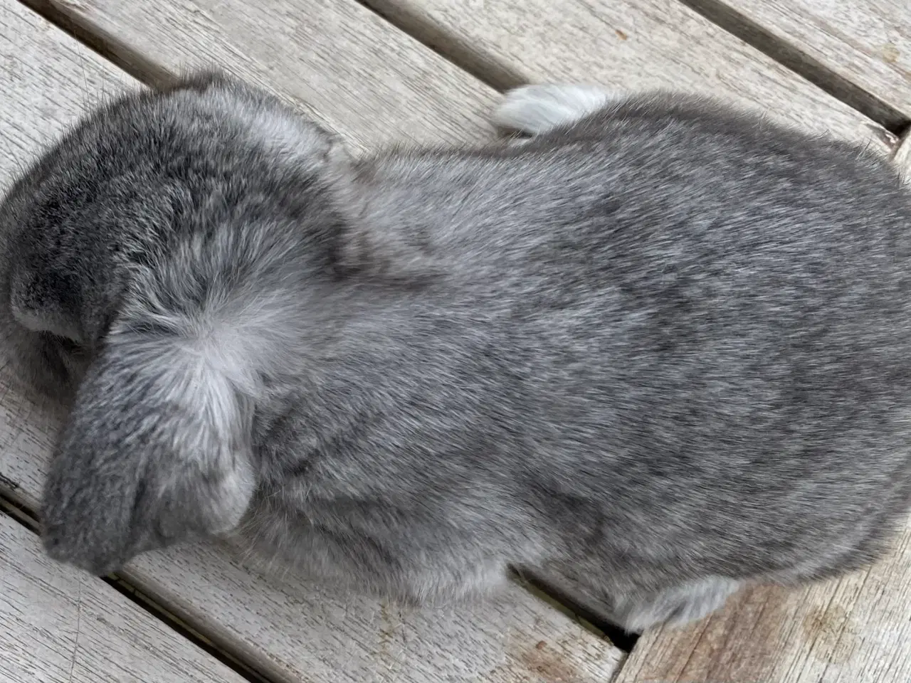 Billede 7 - FRANSK VÆDDER HAN CHINCHILLA