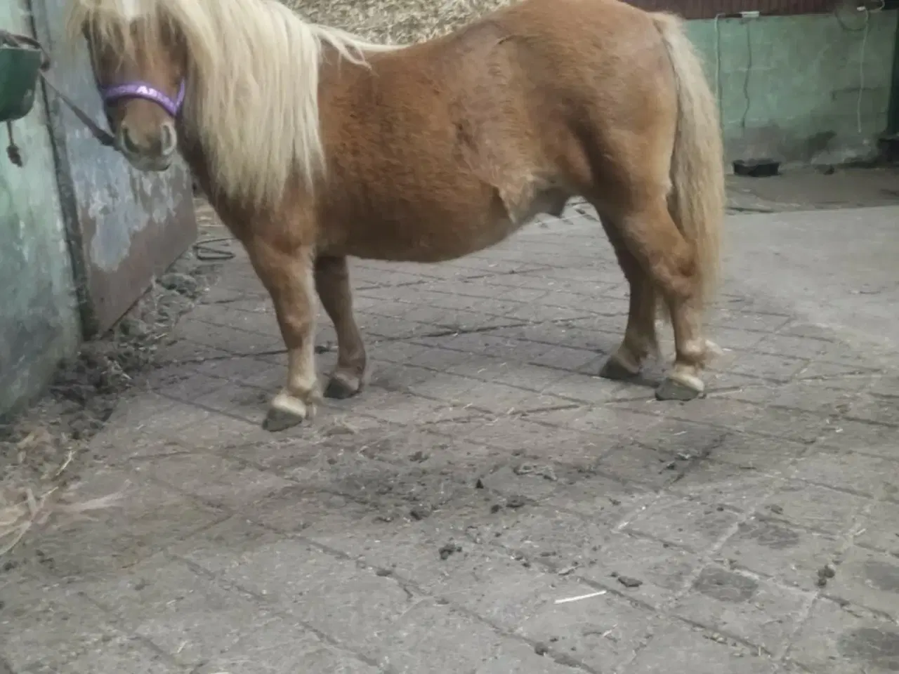 Billede 5 - Kommende køre og børnepony