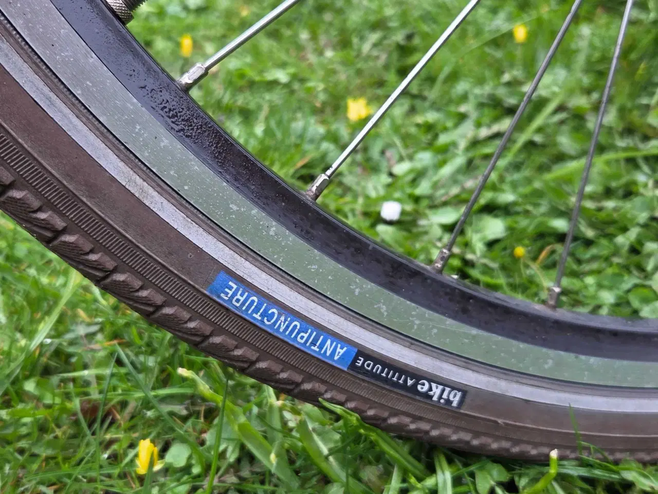 Billede 15 - EVERTON 53 cm 