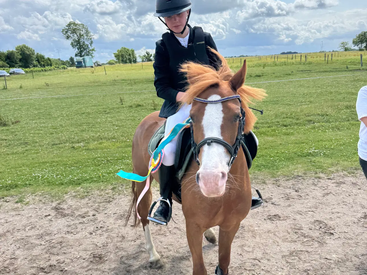 Billede 4 - Gribsvads Britney – Welsh pony