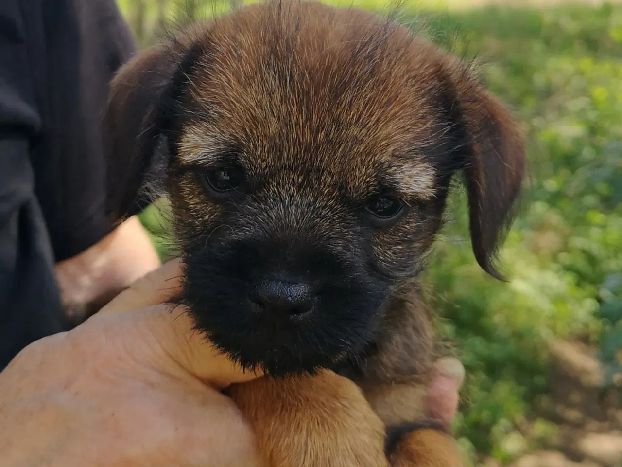 Billede 1 - Border Terrier hvalp.