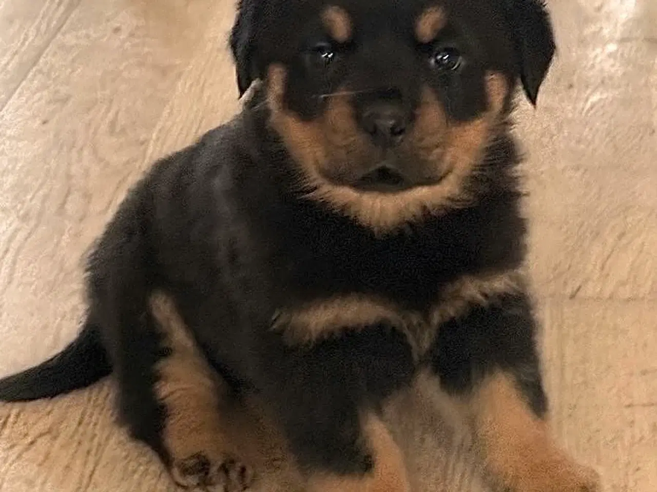 Billede 3 - Tre skønne hvalp til salg!