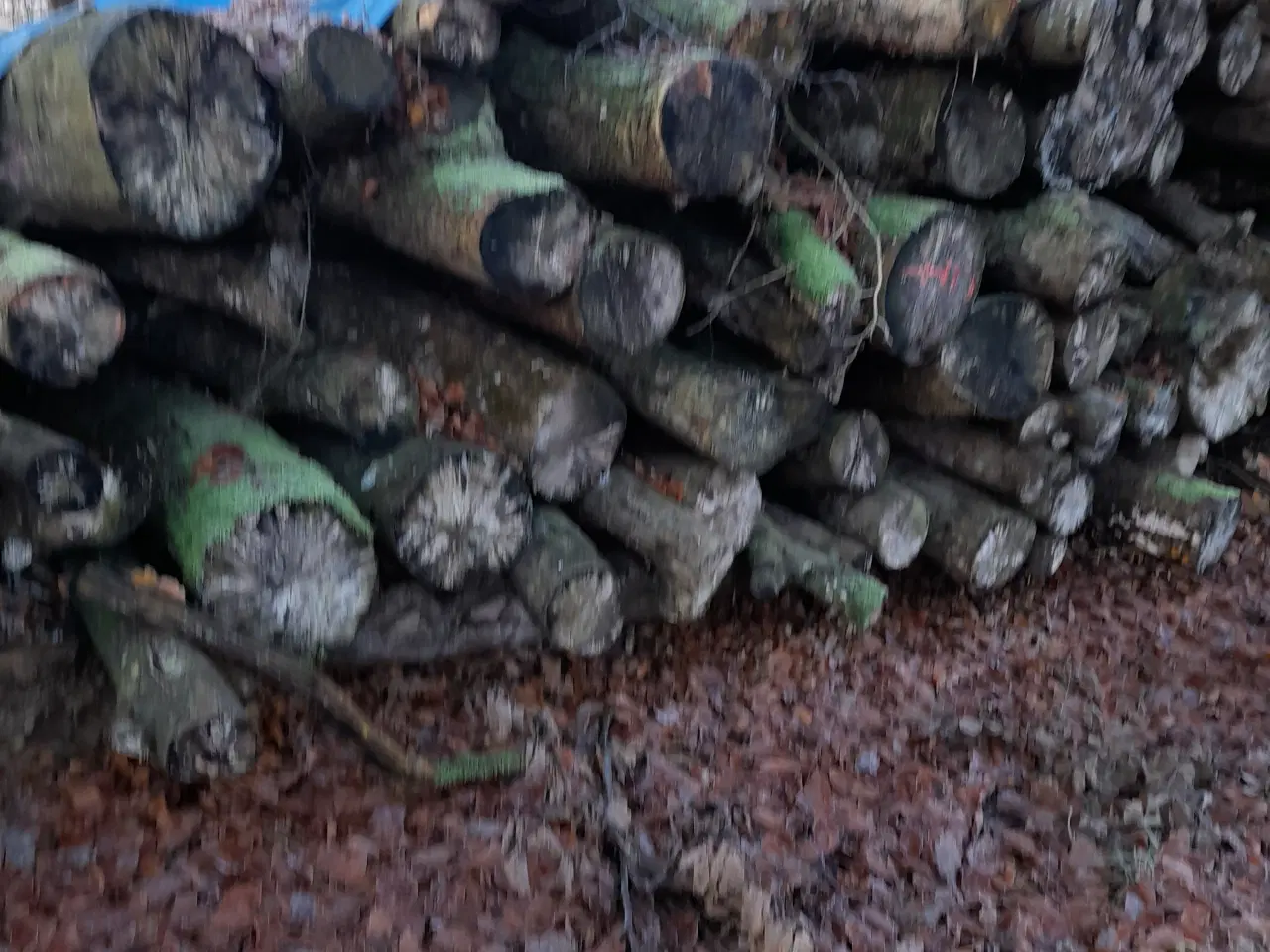 Billede 3 - Bøg og Eg brænde