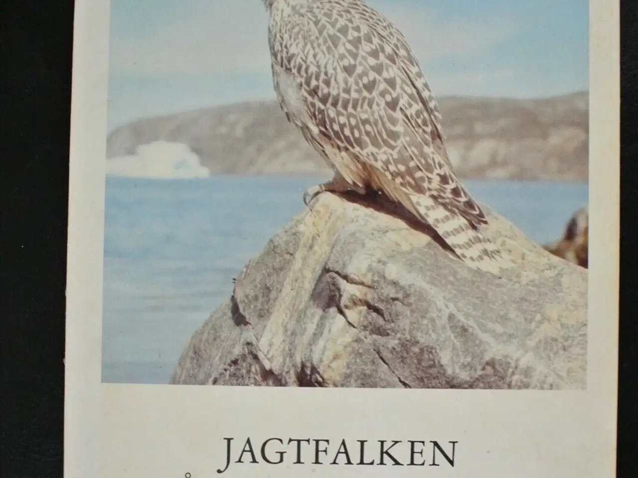 Billede 1 - jagtfalken på regeringsplan, af frank wenzel, emne