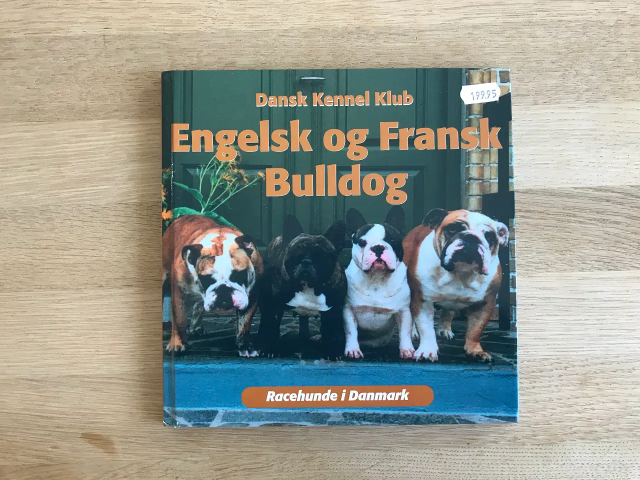 Billede 1 - Engelsk og Fransk Buldog - Dansk Kennel Klub