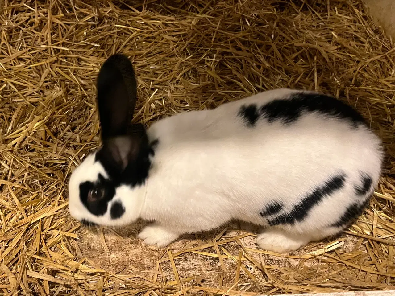 Billede 1 - Tysk kæmpe scheke