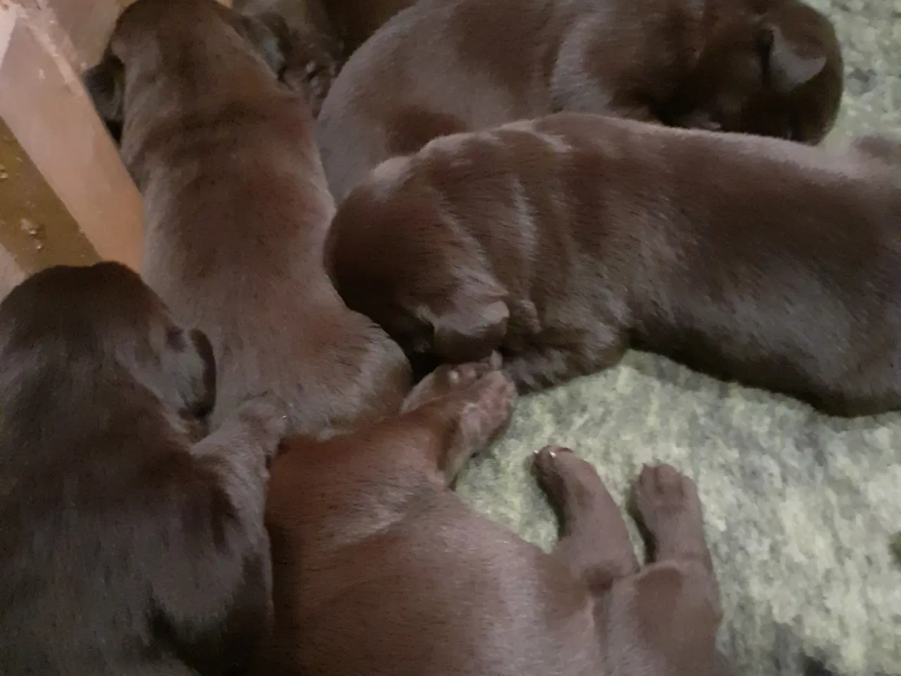 Billede 2 - Labrador hvalpe brune