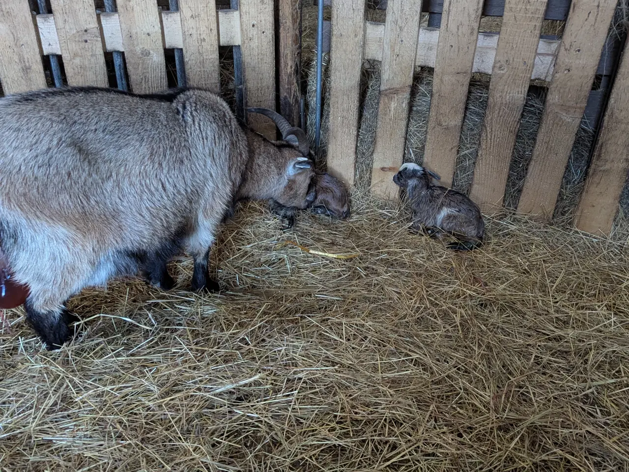 Billede 4 - Dværg geder 