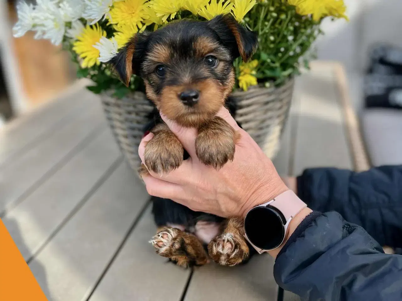 Billede 6 - 🐶💙💙💙💙❤️🐶 01.09.2025