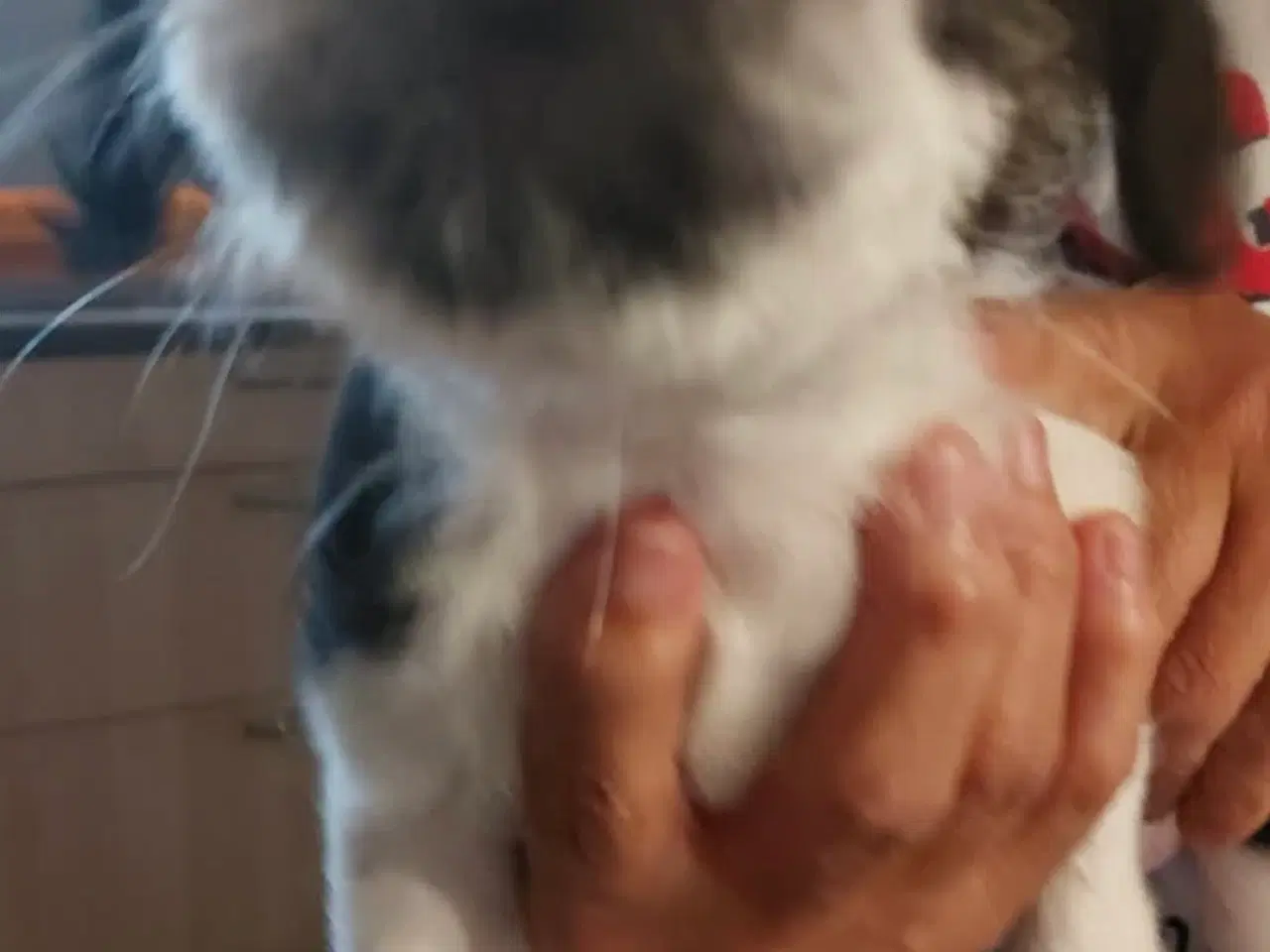 Billede 2 - Blandingsracehvalpe søger et hjem