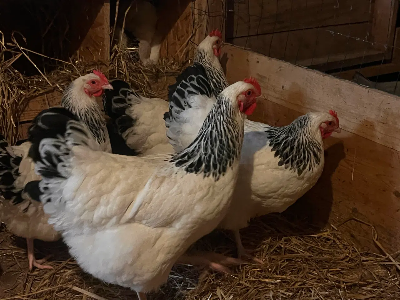 Billede 2 - Rugeæg fra race høns