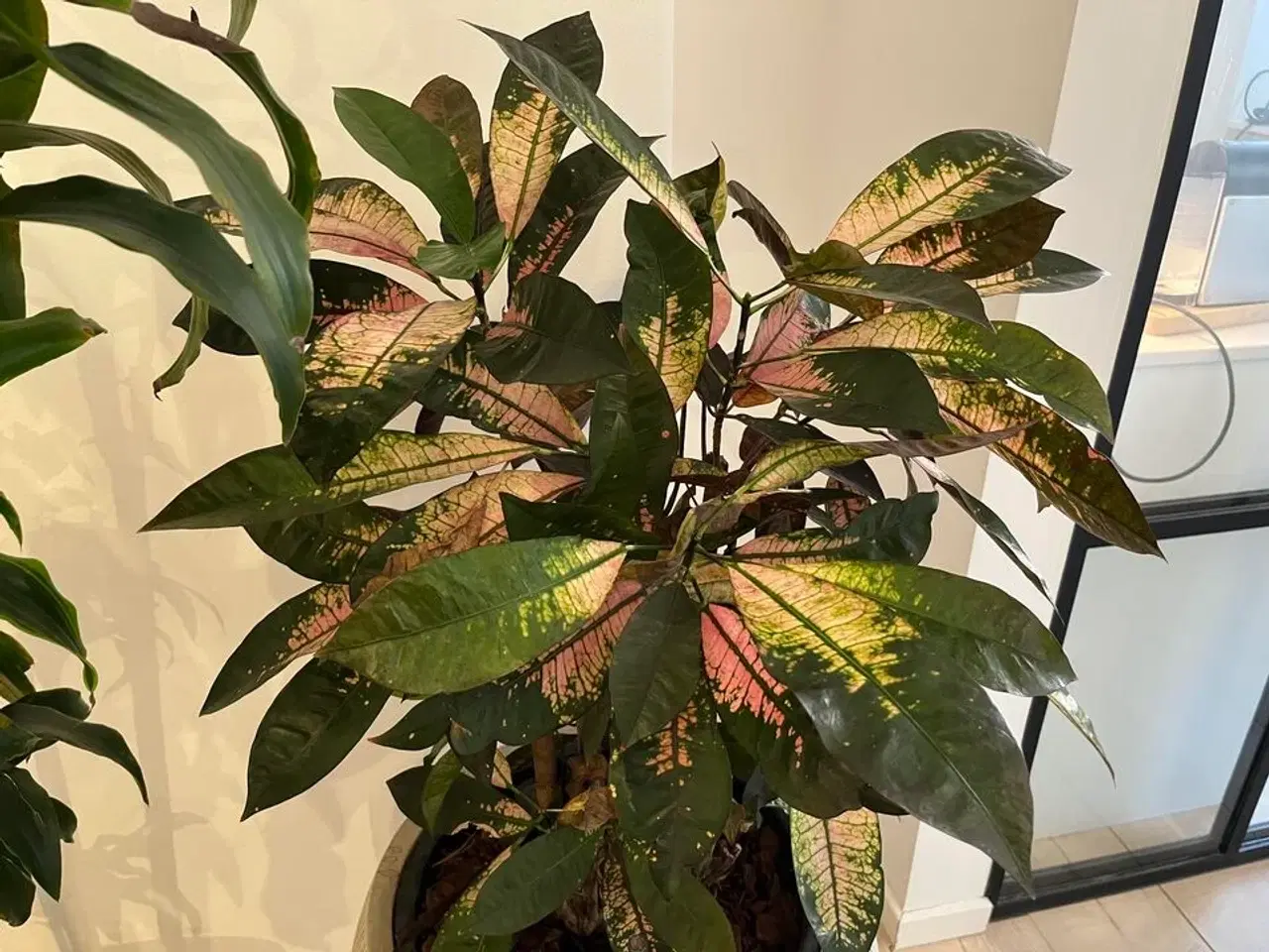 Billede 2 - 2 Planter