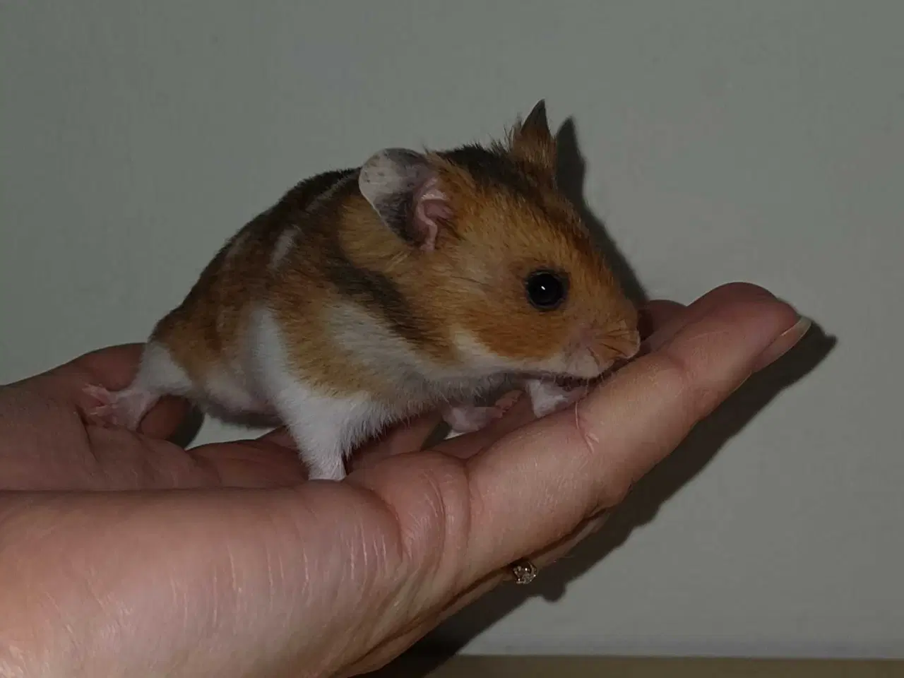 Billede 1 - Guldhamster unger 
