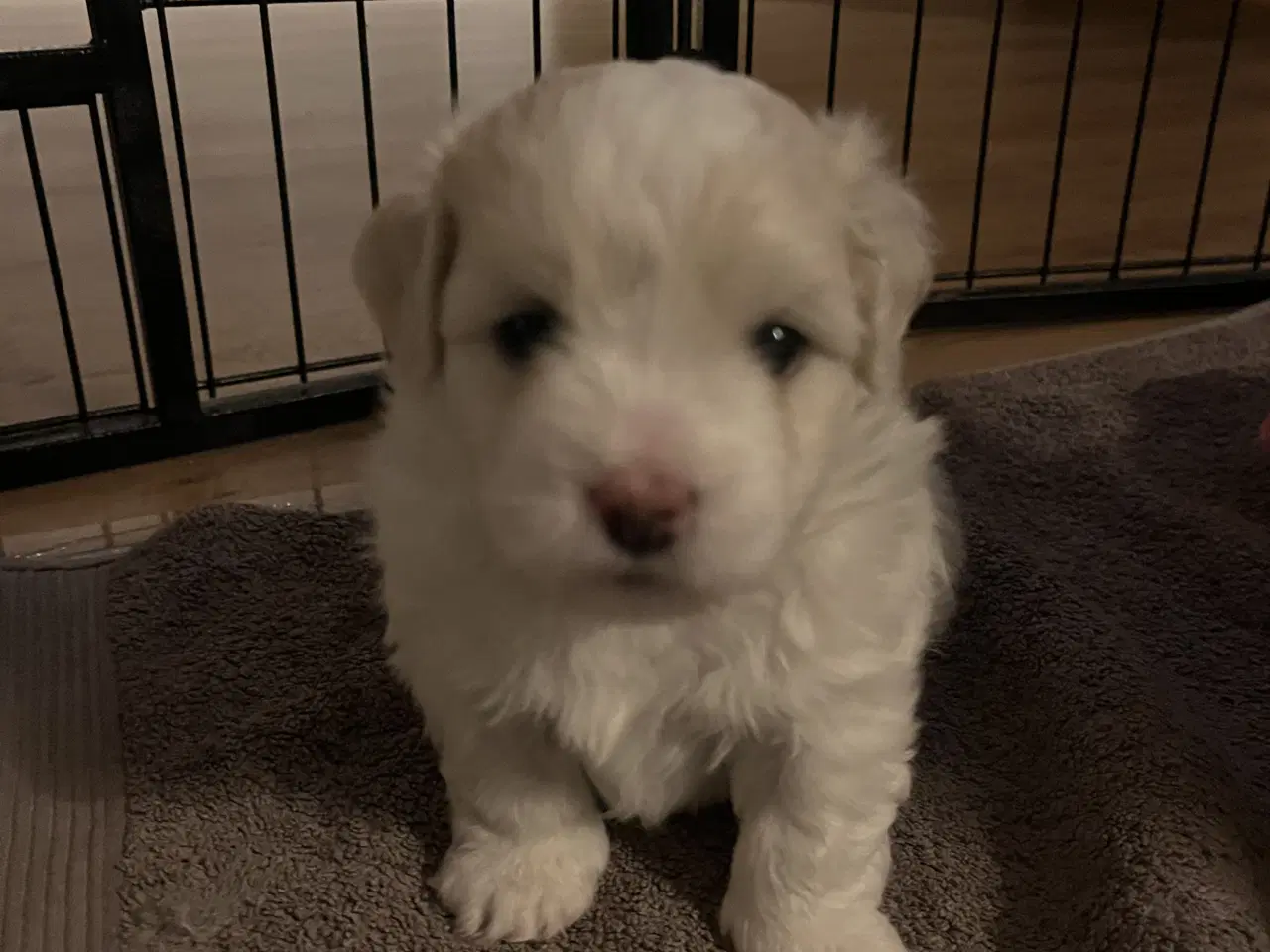 Billede 4 - Coton De Tulear FYN