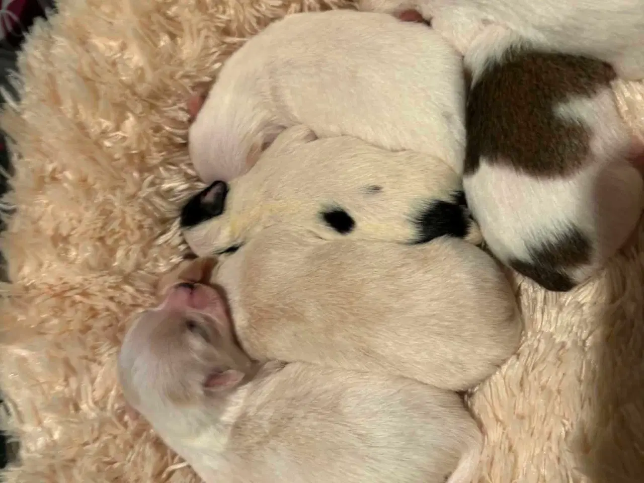 Billede 5 -  Hvalpe ( SOLGT ) 