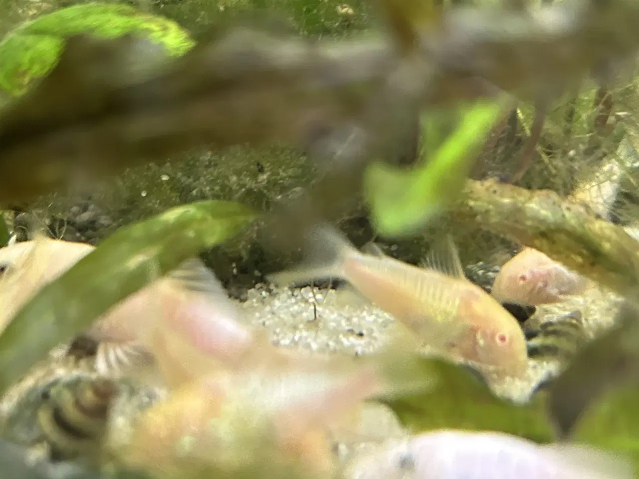 Billede 1 - 🐟 Albino pansermaller – 3-4 cm Premium | Viby J