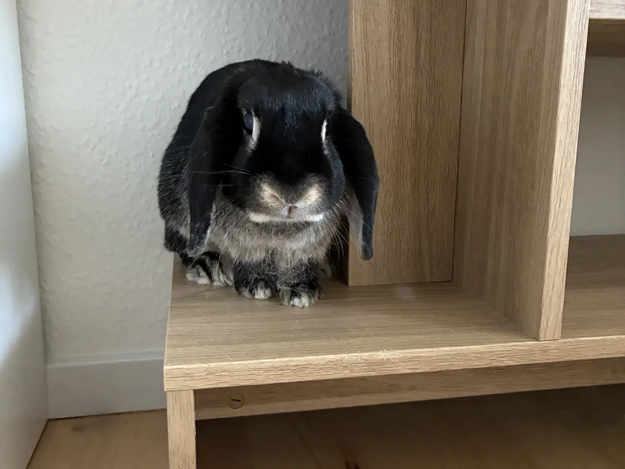 Billede 6 - Max søger nyt og kærligt hjem 