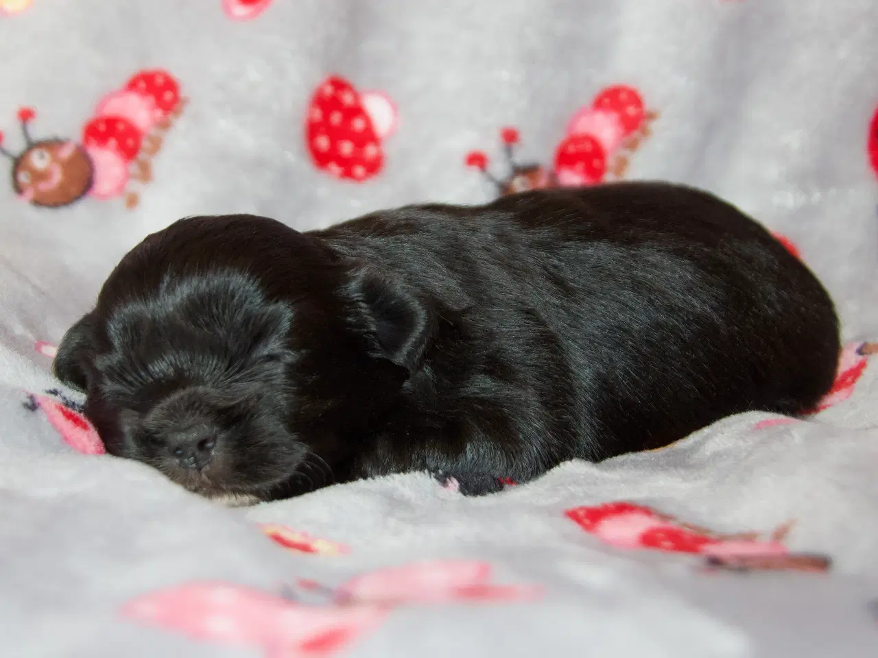 Billede 5 - Tibetanske Spaniel hvalpe