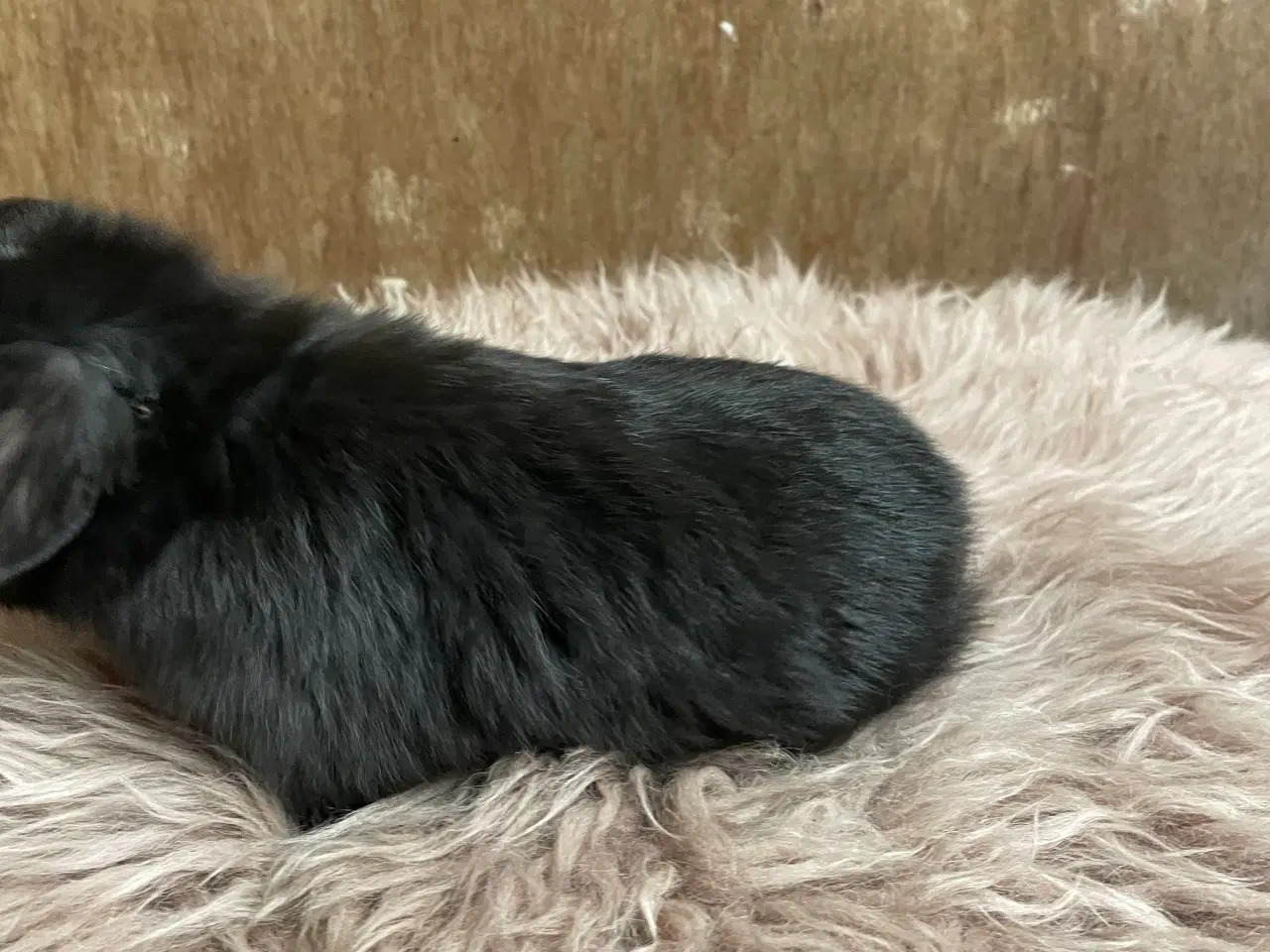 Billede 8 - Minilop unge klar 21/2 (dreng)