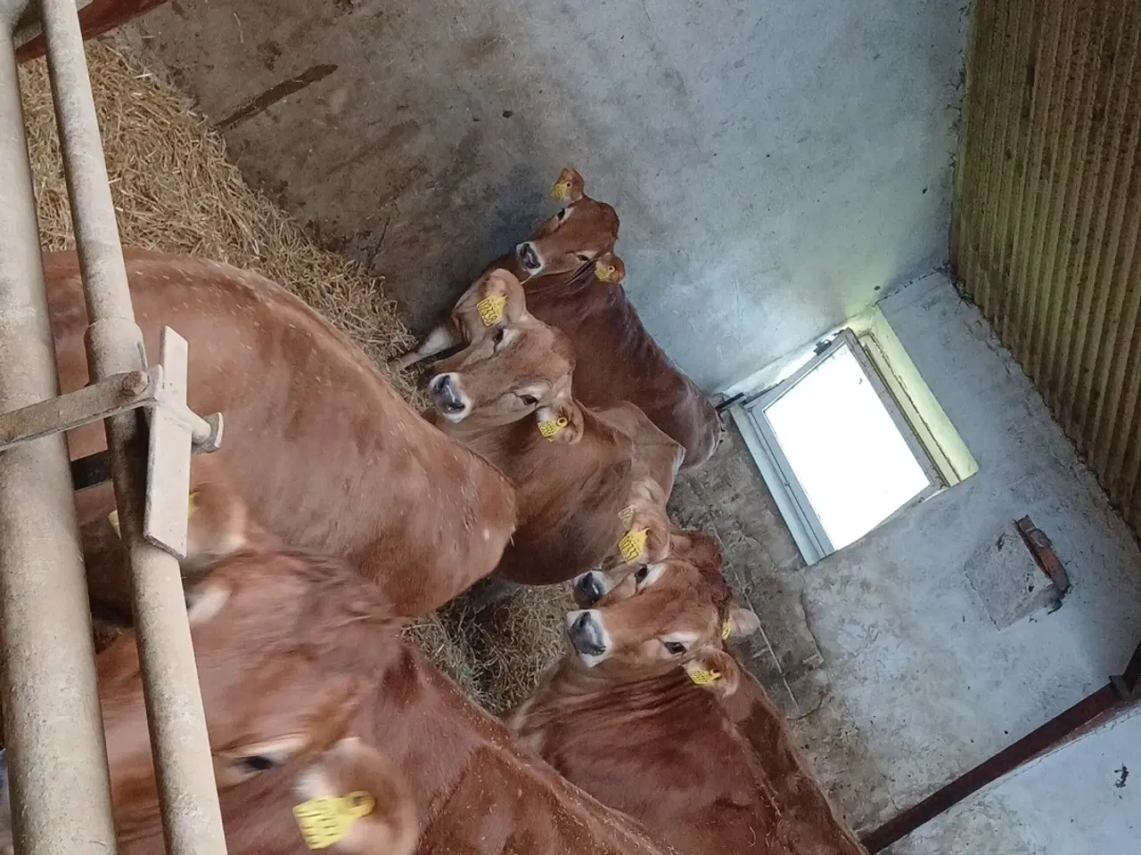 Billede 1 - Drægtige Jersey kvier 