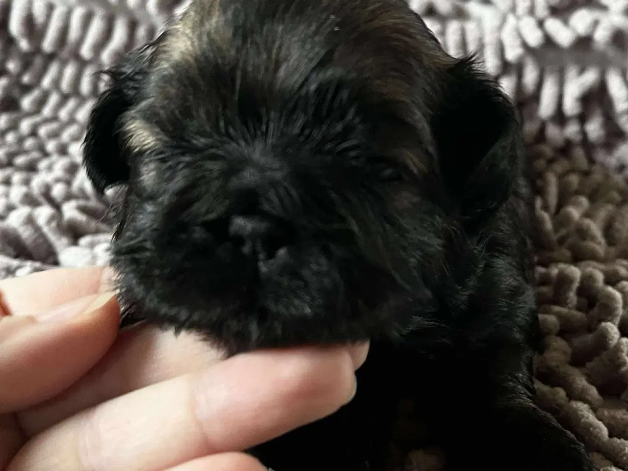 Billede 9 - Shih Tzu hvalpe