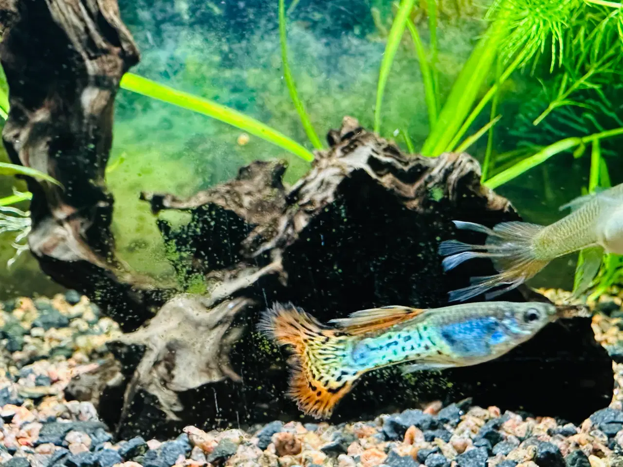 Billede 3 - Renstammede guppyer