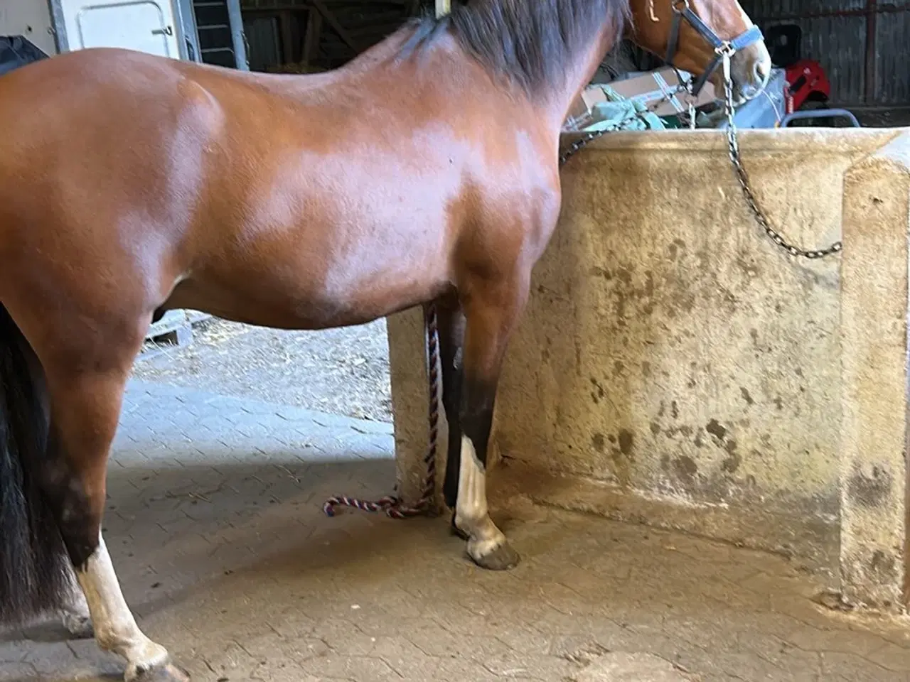Billede 7 - Fantastisk welsh pony