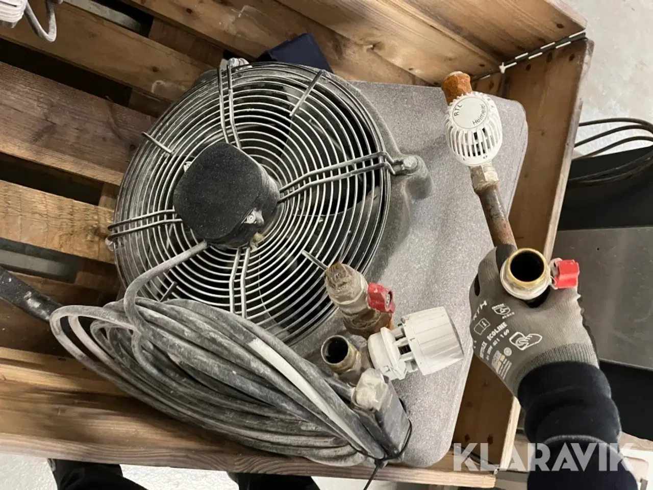 Billede 5 - Kaloiferer Gea og Sonniger 4 styk