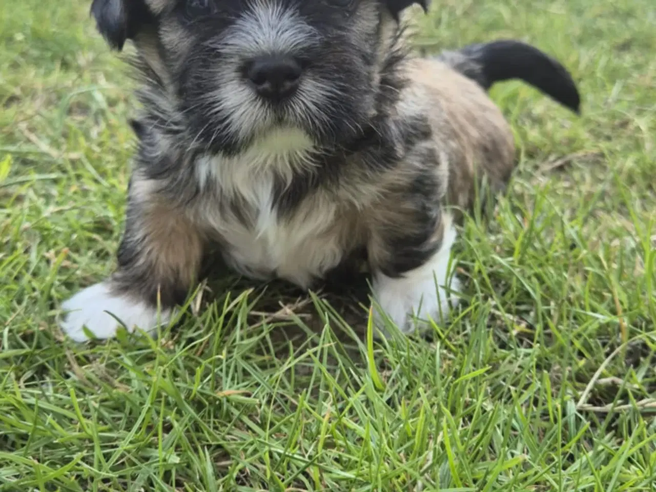 Billede 6 - Lhasa apso/ shih tzu blandingshvalpe 