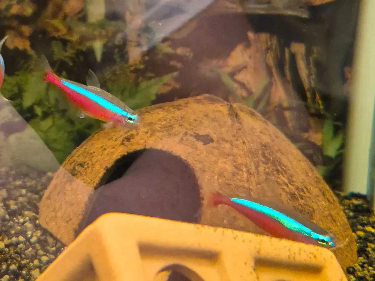 Billede 1 - 4 stk Neonfisk 