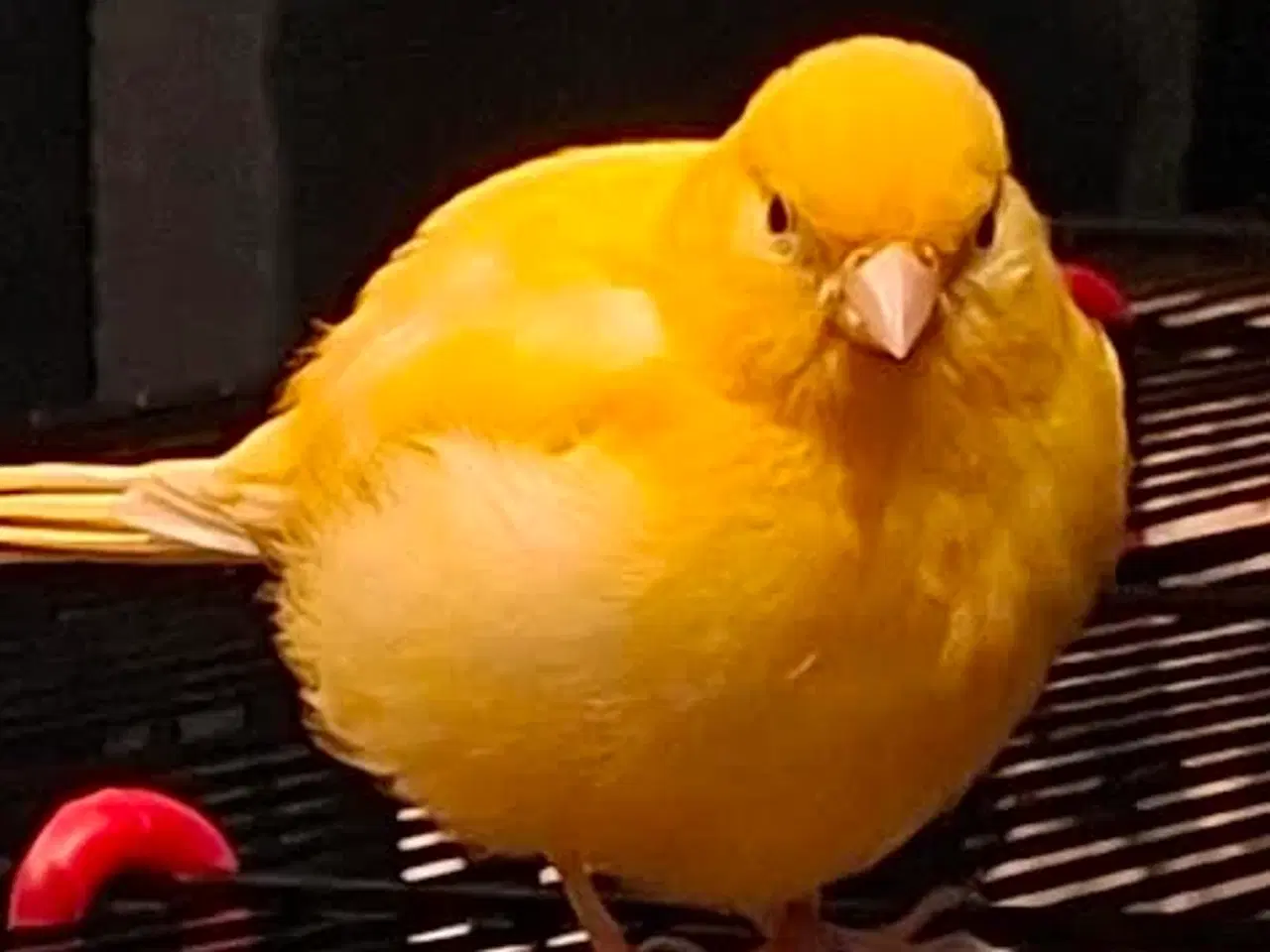 Billede 2 - Kanariefugl fra foråret